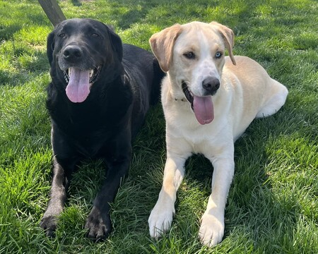 Boomer and Whistler