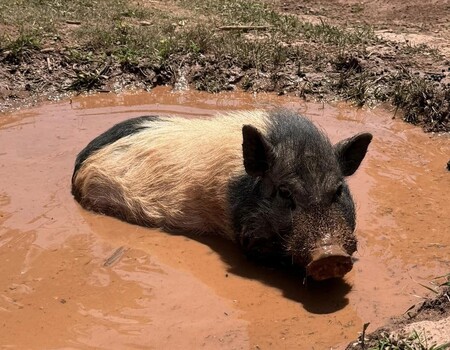 Wilbur