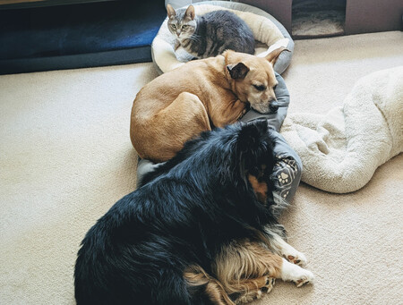 Theo, Bella, Elba