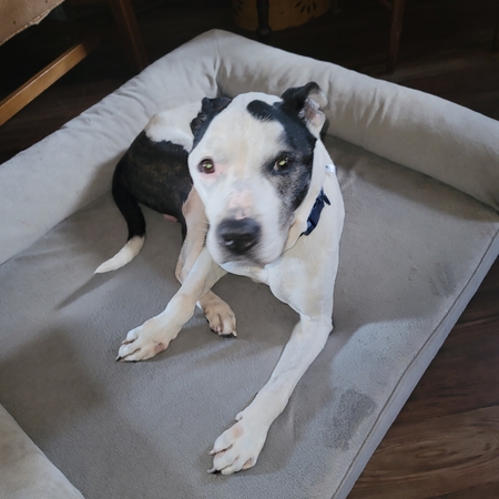 Petey