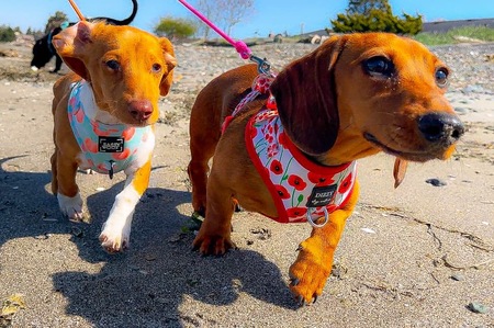 Peach and Poppy