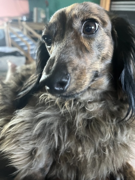 Lily