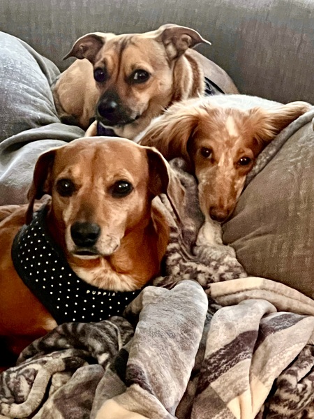Willow, Cody, Darla