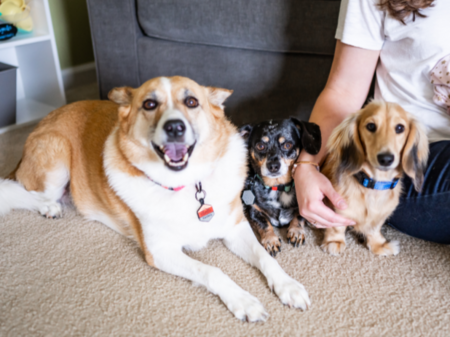 Kami, Jasper, and Cannoli 