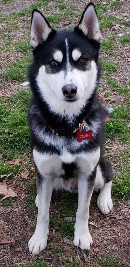 Odin