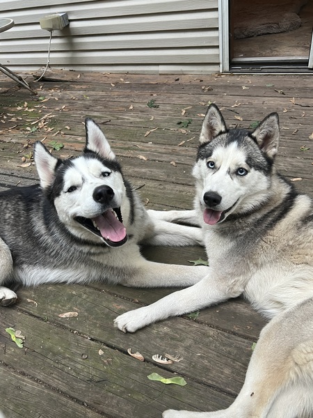 Wolfie and Bella