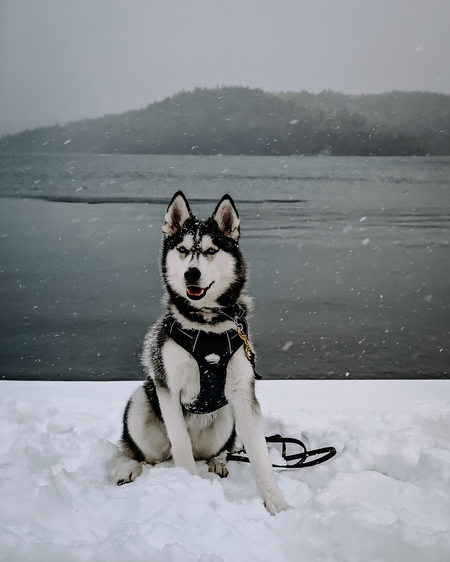 Meeka