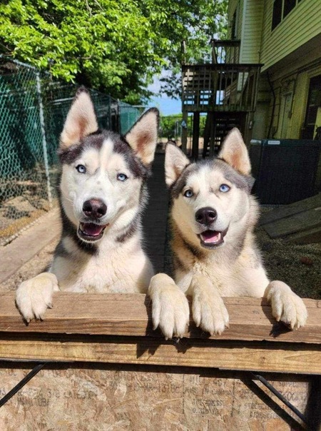 Wolfie and Bella 