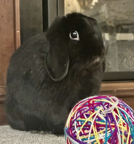 Blackberry Bun Bun 
