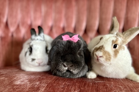 Herman, Lily, Eddie 