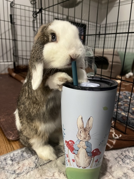 Peter Rabbit 