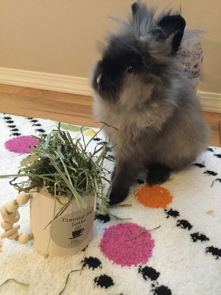 Petunia 