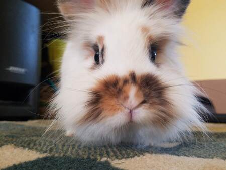 Willow