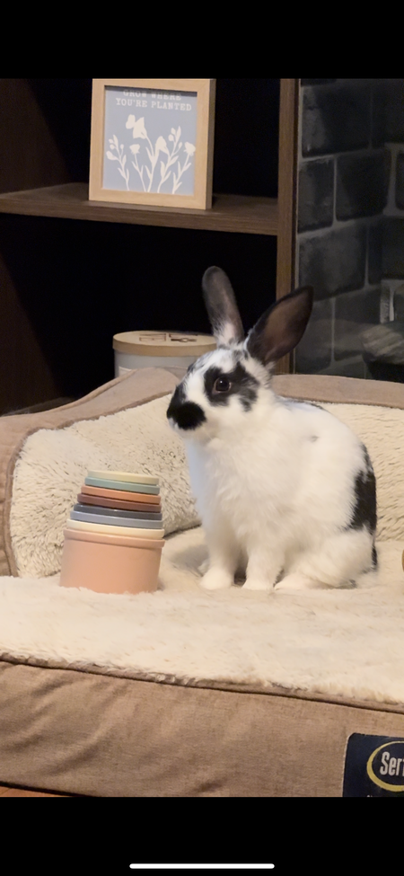 Peaches 