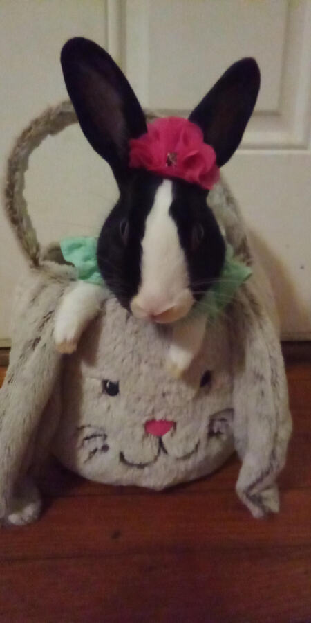 Gizmo