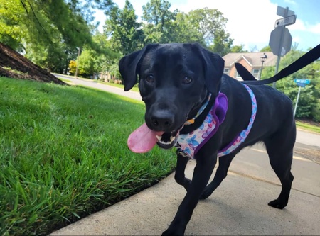 Sadie Mae Fitchett