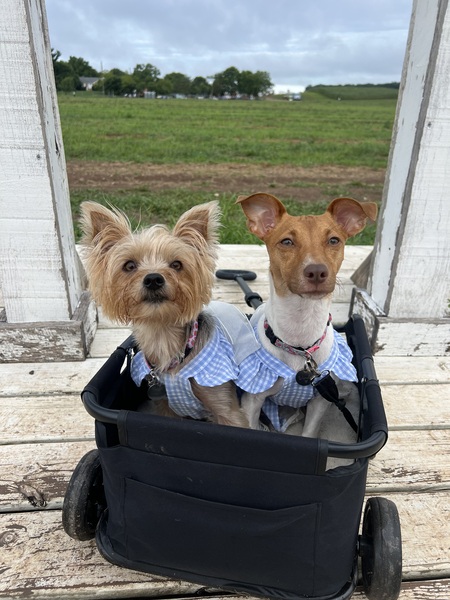 Honey and Winnie 