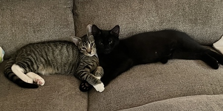 Missy and Scout