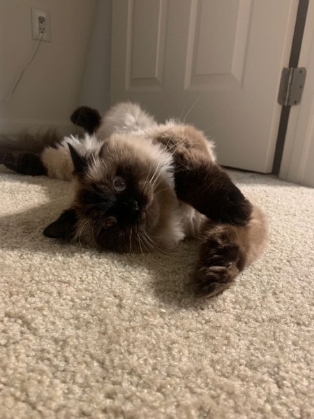 Percy