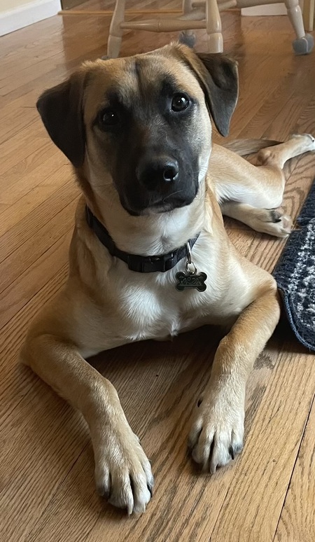 Hank