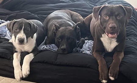 Gracie, Remi, and Atlas