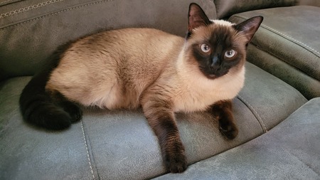 Gracie
