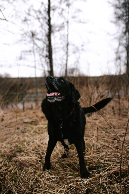 Bailey
