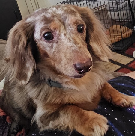 Dobby