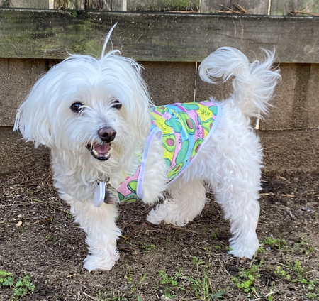Eloise