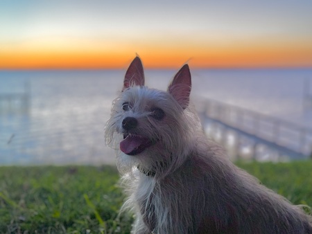 Sunset Mia Vanek