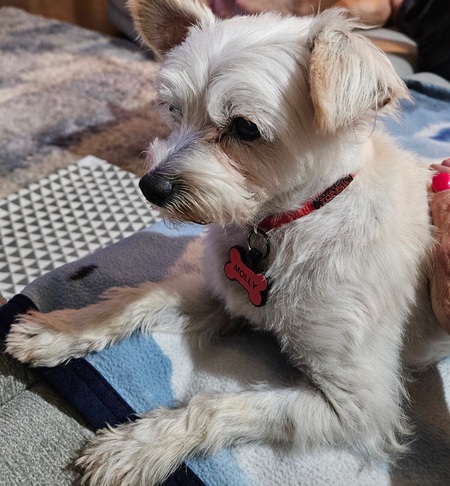Molly