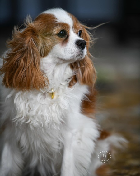 Penny 