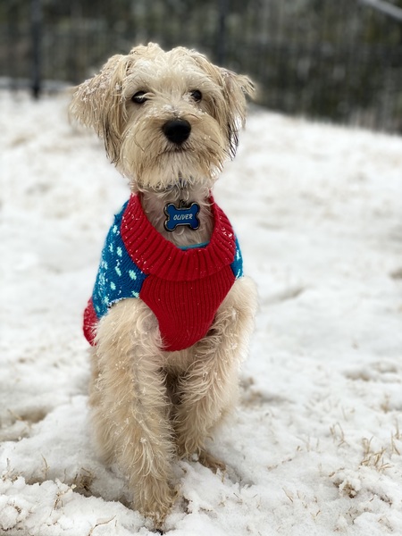 Oliver