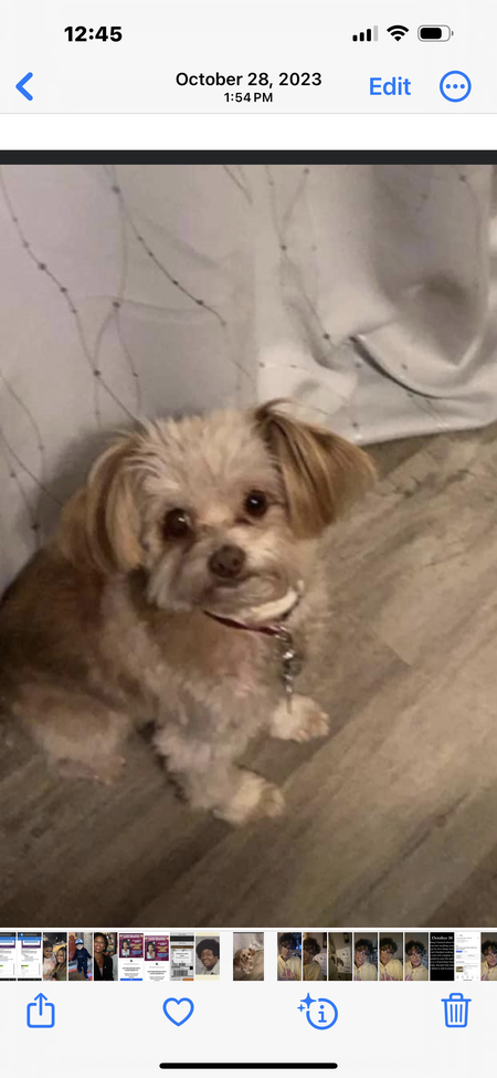 Stella-Bella