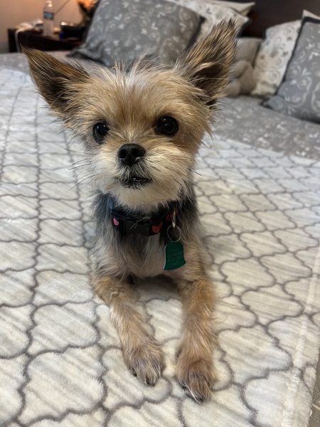 Foxy Roxie Snaggletooth (Roxie for short)