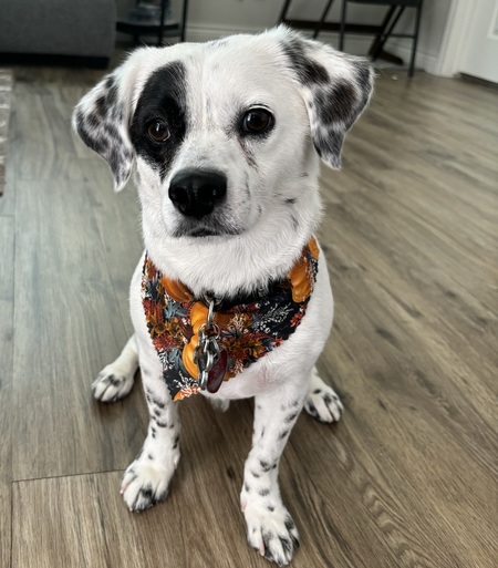 Archie