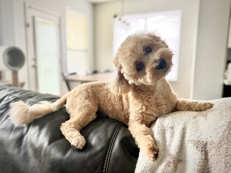 Nugget