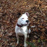 Entry image for Lexi