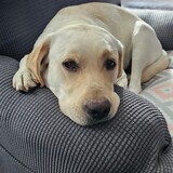 Entry image for Roxy