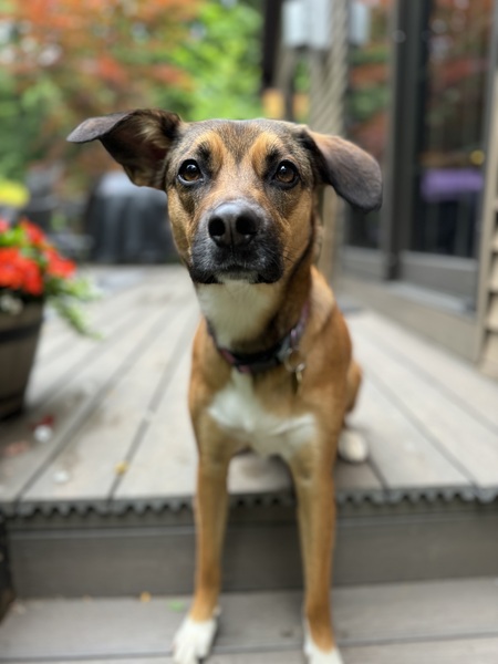Entry image for Clementine. Clicking this image will show a larger photo