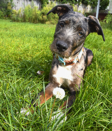 Entry image for Cooper. Clicking this image will show a larger photo