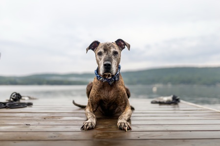 Entry image for Diesel. Clicking this image will show a larger photo