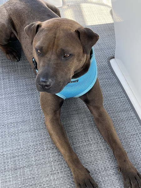 Entry image for Siggy. Clicking this image will show a larger photo