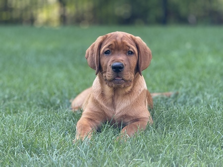 Entry image for Lola. Clicking this image will show a larger photo