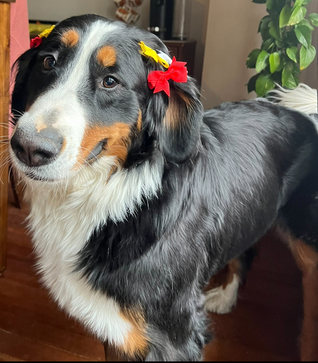 Entry image for Lucy . Clicking this image will show a larger photo