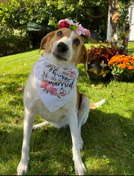 Entry image for Rosie. Clicking this image will show a larger photo
