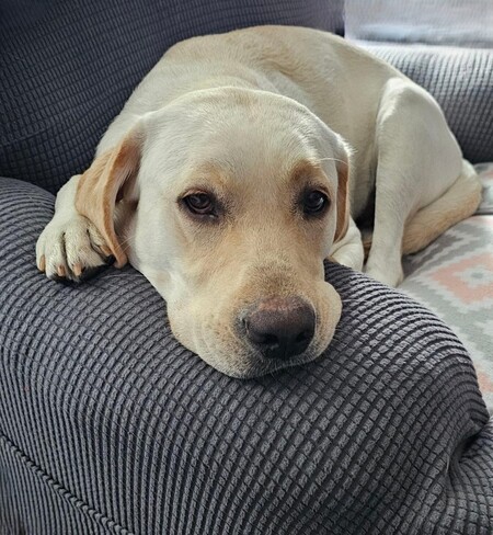 Entry image for Roxy. Clicking this image will show a larger photo