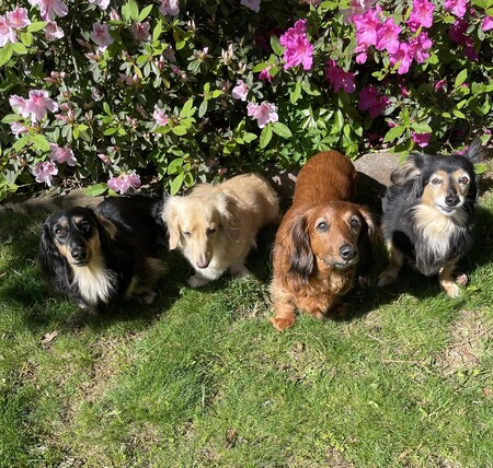 The Baxter Gang: Willieb, Buddy, Gibby, Mya 
