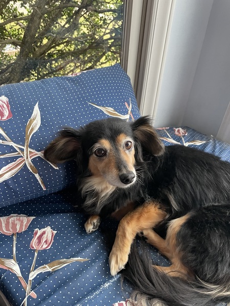 Mya