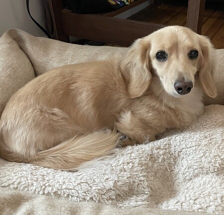Buddy